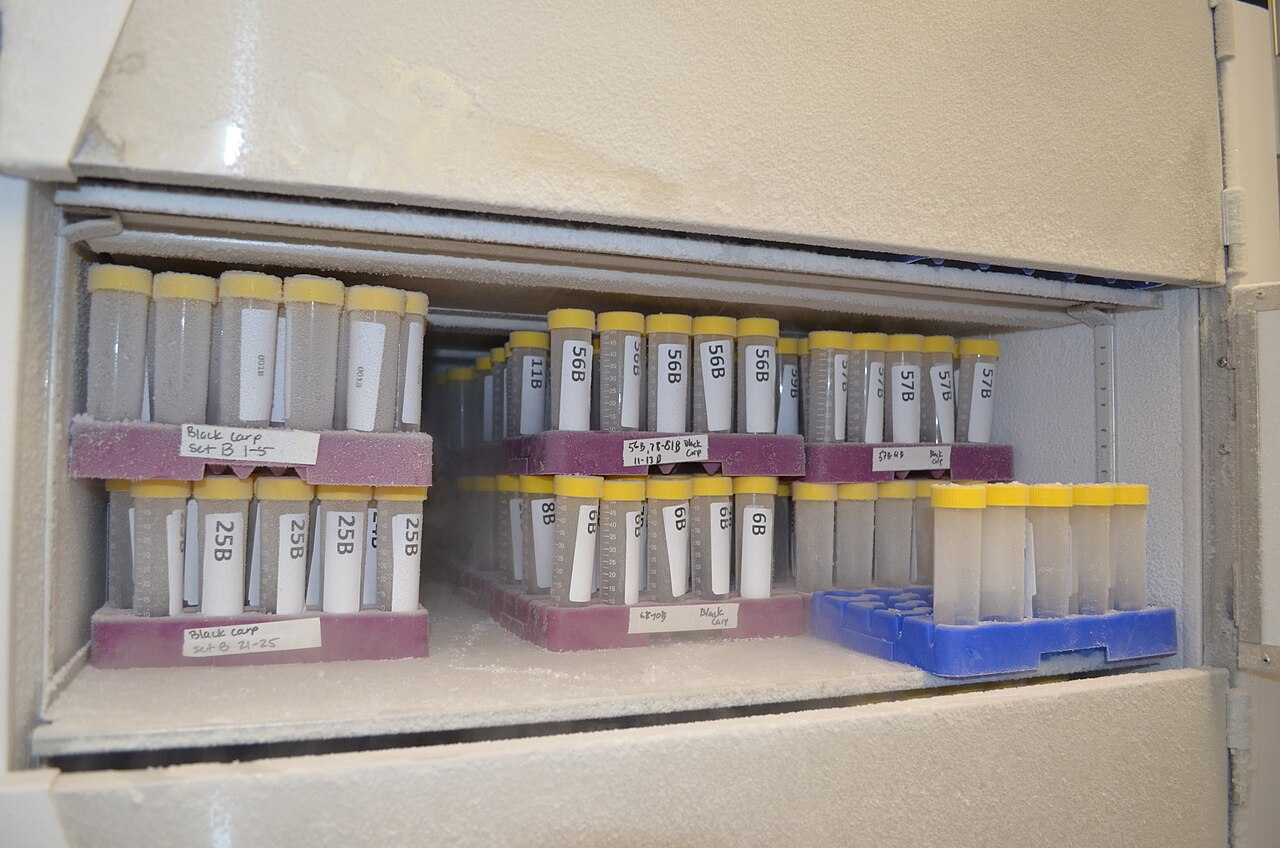Frozen sample tubes stored in a laboratory freezer for later analysis.